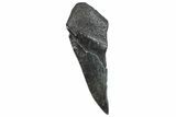 Partial Fossil Megalodon Tooth - Serrated Edge #293950-1